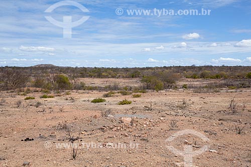  Subject: Landscape of typical vegetation of the caatinga in the backwoods of Pernambuco / Place: Cabrobo city - Pernambuco state (PE) - Brazil / Date: 06/2012 