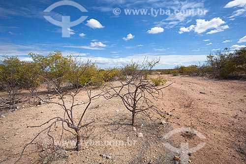  Subject: Landscape of typical vegetation of the caatinga in the backwoods of Pernambuco / Place: Cabrobo city - Pernambuco state (PE) - Brazil / Date: 06/2012 