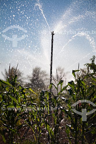  Subject: Plantation of corn being irrigated with water of the São Francisco River channelized by the Pontal Project of irrigation / Place: Petrolina city - Pernambuco state (PE) - Brazil / Date: 06/2012 