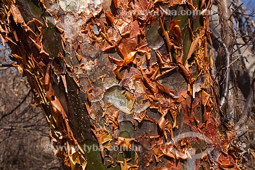  Subject: Detail of trunk of umburana (Amburana cearensis) in the backwoods of Pernambuco / Place: Petrolina city - Pernambuco state (PE) - Brazil / Date: 06/2012 