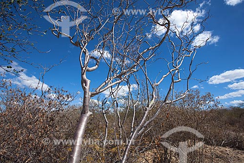  Subject: Typical vegetation in the backwoods of Pernambuco / Place: Petrolina city - Pernambuco state (PE) - Brazil / Date: 06/2012 