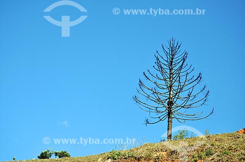  Subject: Leafless tree / Place: Itamonte city - Minas Gerais state (MG) - Brazil / Date: 07/2011 