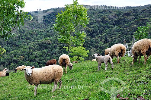  Subject: Raising sheep / Place: Itamonte city - Minas Gerais state (MG) - Brazil / Date: 04/2012 