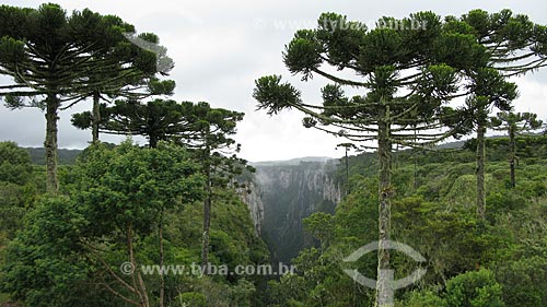  AraucÃ¡rias (Araucaria angustifolia) 