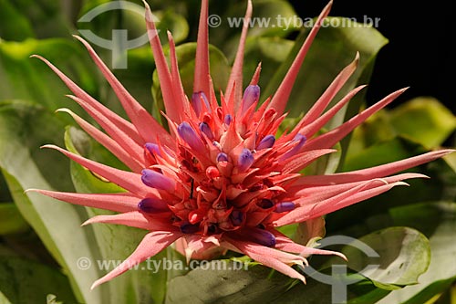  BromÃ©lia Aechmea fasciata 