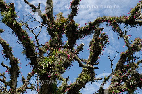  FloraÃ§Ã£o de bromÃ©lia Tillandsia stricta 
