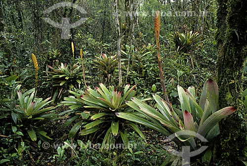  Subject: bromeliads (Vriesea platynema) in Atlantic Rainforest / Place: Itapema city - Sata Catariana state (SC) - Brazil / Date: 11/2009 