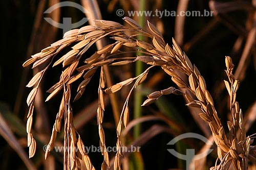  Subject: Plantation of rice / Place: Dom Pedro de Alcantara city - Rio Grande do Sul state (RS) - Brazil / Date: 04/2004 