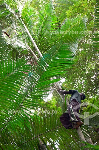  Subject: Man climbing acaizal / Place: Para state (PA) - Brazil / Date: 10/2009 