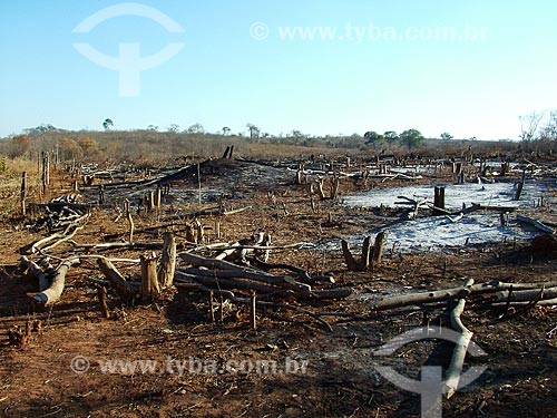  Subject: burned forest near to Paracatu city (MG) / Place: Paracatu city - Minas Gerais state (MG) - Brazil / Date: 08/2004 