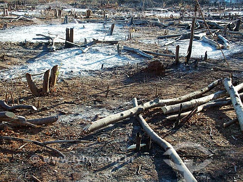  Subject: burned forest near to Paracatu city (MG) / Place: Paracatu city - Minas Gerais state (MG) - Brazil / Date: 08/2004 