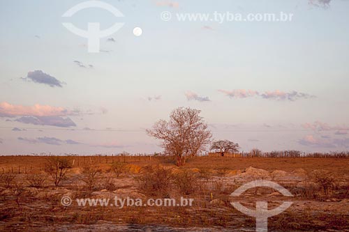 Subject: Landscape of Caatinga / Place: Quixada city - Ceara state (CE) - Brazil / Date: 11/2012 