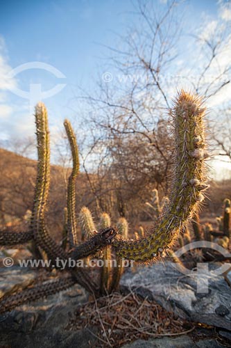  Subject: Cactus xiquexique vegetation characteristic of caatinga / Place: Juatama district - Quixada citty - Ceara state (CE) - Brazil / Date: 11/2012 