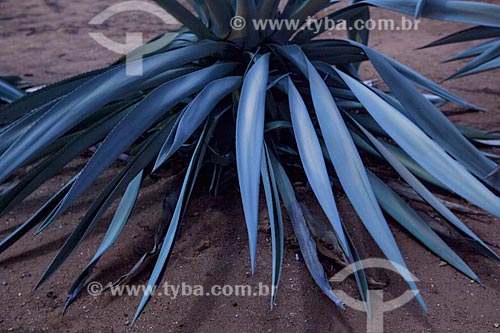  Subject: Plant of the family Agavaceae / Place: Juatama district - Quixada citty - Ceara state (CE) - Brazil / Date: 11/2012 