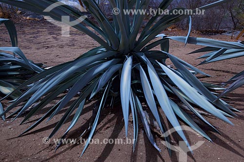  Subject: Plant of the family Agavaceae / Place: Juatama district - Quixada citty - Ceara state (CE) - Brazil / Date: 11/2012 