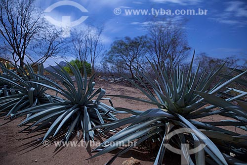  Subject: Plant of the family Agavaceae / Place: Juatama district - Quixada citty - Ceara state (CE) - Brazil / Date: 11/2012 