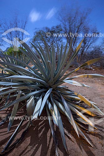  Subject: Plant of the family Agavaceae / Place: Juatama district - Quixada citty - Ceara state (CE) - Brazil / Date: 11/2012 