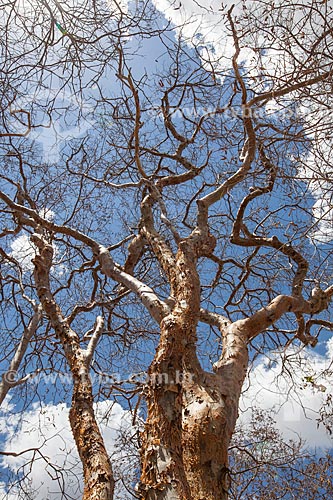  Subject: Umburana (Amburana cearensis) in Farm Nao me Deixes that belonged to Rachel de Queiroz / Place: Daniel de Queiroz district - Quixada citty - Ceara state (CE) - Brazil / Date: 11/2012 