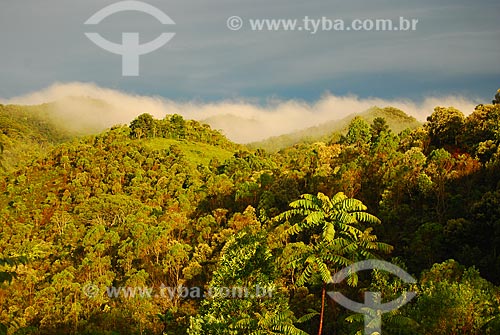  Subject: View of vegetation in fog / Place: Itamonte city - Minas Gerais state (MG) - Brazil / Date: 06/2009 