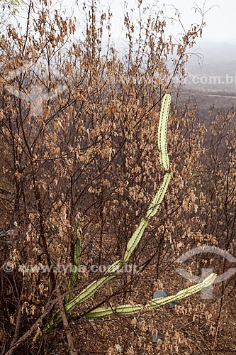  Subject: Cactus Mandacaru (Cereus jamacaru) / Place: Quixada city - Ceara state (CE) - Brazil / Date: 11/2012 