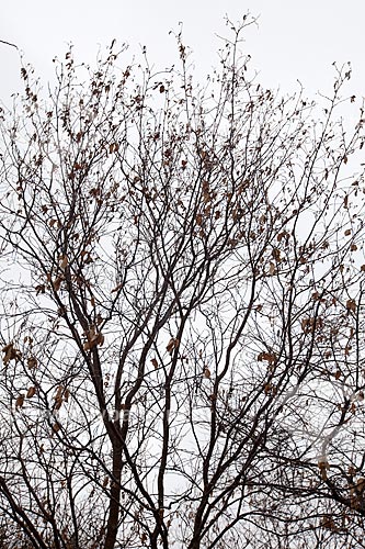  Subject: Dry tree in the backwoods of Ceara / Place: Quixada city - Ceara state (CE) - Brazil / Date: 11/2012 