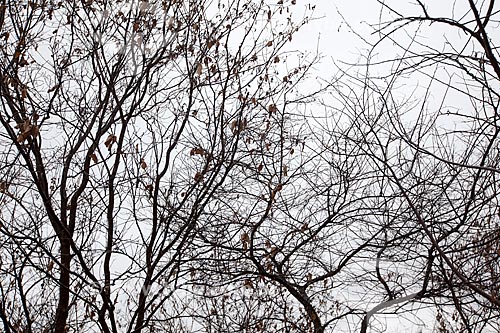  Subject: Dry tree in the backwoods of Ceara / Place: Quixada city - Ceara state (CE) - Brazil / Date: 11/2012 