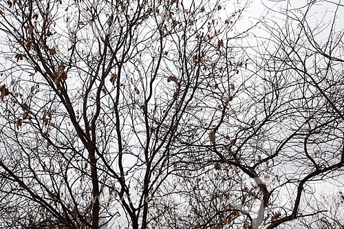  Subject: Dry tree in the backwoods of Ceara / Place: Quixada city - Ceara state (CE) - Brazil / Date: 11/2012 