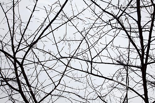  Subject: Dry tree in the backwoods of Ceara / Place: Quixada city - Ceara state (CE) - Brazil / Date: 11/2012 