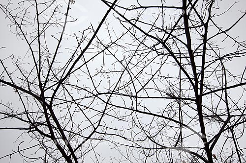  Subject: Dry tree in the backwoods of Ceara / Place: Quixada city - Ceara state (CE) - Brazil / Date: 11/2012 
