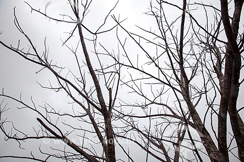  Subject: Dry tree in the backwoods of Ceara / Place: Quixada city - Ceara state (CE) - Brazil / Date: 11/2012 