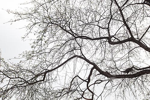  Subject: Dry tree in the backwoods of Ceara / Place: Quixada city - Ceara state (CE) - Brazil / Date: 11/2012 