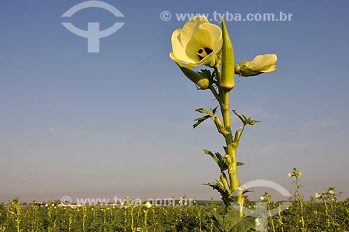  Subject: Flower okra / Place: Buritama city - Sao Paulo state (SP) - Brazil / Date: 10/2012 