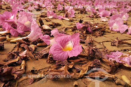  Subject: Ipe-Rosa flowers (Tabebuia heptaphylla) on the ground / Place: Mirassol city - Sao Paulo state (SP) - Brazil / Date: 10/2012 