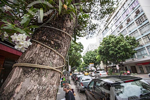  Subject: Orchids white Phalaenopsis in street Dias Ferreira / Place: Leblon neighborhood - Rio de Janeiro city - Rio de Janeiro state (RJ) - Brazil / Date: 11/2012 