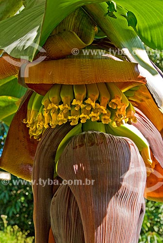  Subject: Banana bunch / Place: Niteroi city - Rio de Janeiro state (RJ) - Brazil / Date: 09/2011 