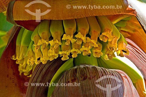  Subject: Banana bunch / Place: Niteroi city - Rio de Janeiro state (RJ) - Brazil / Date: 09/2011 