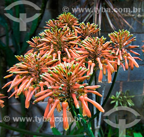  Subject: Flower of Agave / Place: Niteroi city - Rio de Janeiro state (RJ) - Brazil / Date: 08/2011 