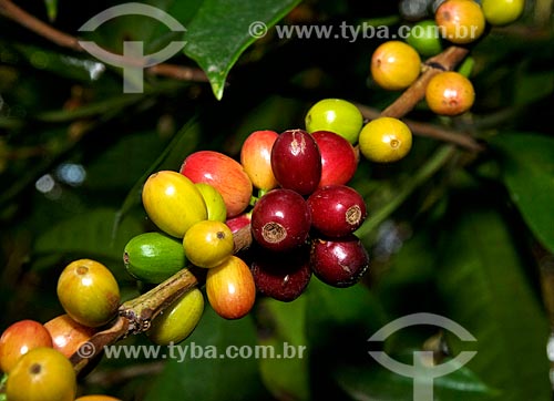  Subject: Coffee / Place: Niteroi city - Rio de Janeiro state (RJ) - Brazil / Date: 04/2012 