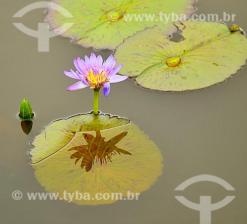  Subject: Victoria regia (Victoria amazonica) - also known as Amazon Water Lily or Giant Water Lily - flower / Place: Itaborai city - Rio de Janeiro state (RJ) - Brazil / Date: 07/2012 