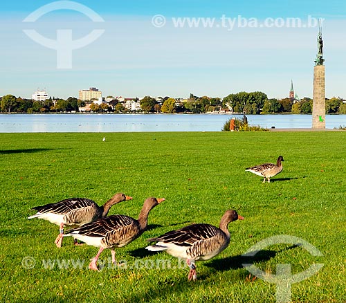  Subject: Geeses on the banks of the Alster Lake / Place: Hamburg city - Germany - Europe / Date: 10/2011 