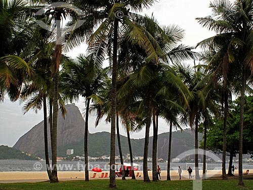  Subject: Palm tress of Flamengo Beach with Sugarloaf in the background / Place: Flamengo neighborhood - Rio de Janeiro city - Rio de Janeiro state (RJ) - Brazil / Date: 11/2012 