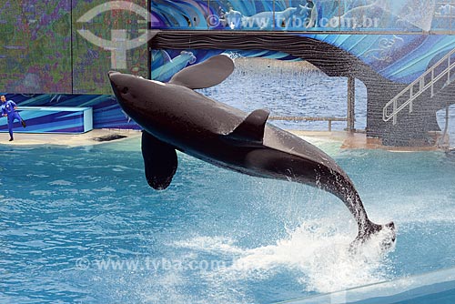  Subject: Presentation of Orca whale Shamu at Sea World / Place: San Diego city - California state - United States of America - USA / Date: 09/2012 