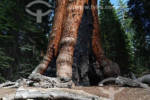  Subject: Sequoia (Sequoiadendron giganteum) in woodland Mariposa Grove in Yosemite National Park / Place: California state - United States of America - USA / Date: 09/2012 