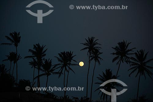  Subject: View of moon and coconut trees in Jericoacoara beach / Place: Jijoca de Jericoacoara city - Ceara state (CE) - Brazil / Date: 09/2012 