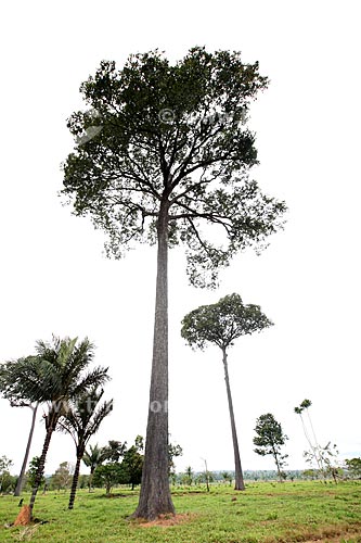  Subject: Chestnut tree / Place: Alta Floresta city - Mato Grosso state (MT) - Brazil / Date: 05/2012 