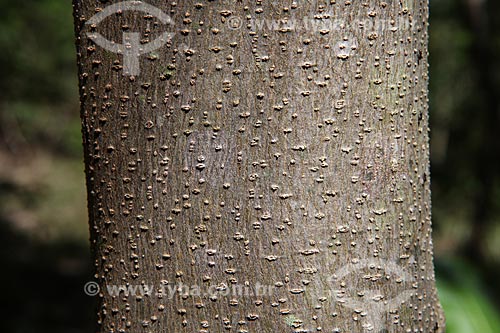  Subject: Detail of tree trunk / Place: Alta Floresta city - Mato Grosso state (MT) - Brazil / Date: 05/2012 