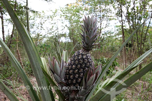  Subject: Pineapple Plantation / Place: Alta Floresta city - Mato Grosso state (MT) - Brazil / Date: 05/2012 