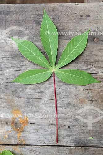  Subject: Cassava leaf stuck in wall / Place: Alta Floresta city - Mato Grosso state (MT) - Brazil / Date: 05/2012 