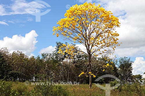  Subject: Yellow Ipe Tree / Place: Alta Floresta city - Mato Grosso state (MT) - Brazil / Date: 05/2012 