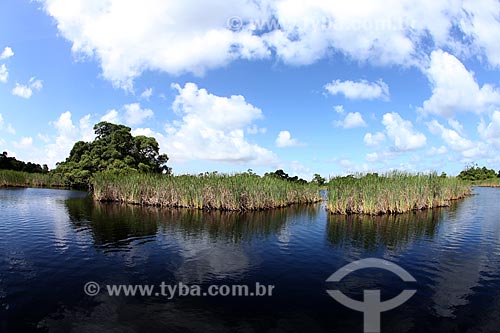  Subject: Biological Reserve Lago Piratuba (Piratuba Lake)  / Place: Amapa state (AP) - Brazil / Date: 05/2012 